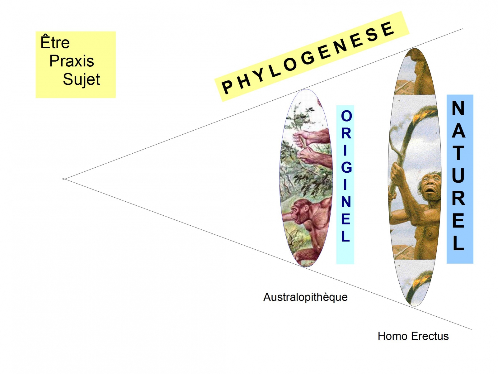 Phylogenèse  Ontogenèse – Diachronique / Synchronique